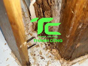 Cách dùng thuốc diệt mối an toàn tại nhà 21 thuốc diệt mối có độc không