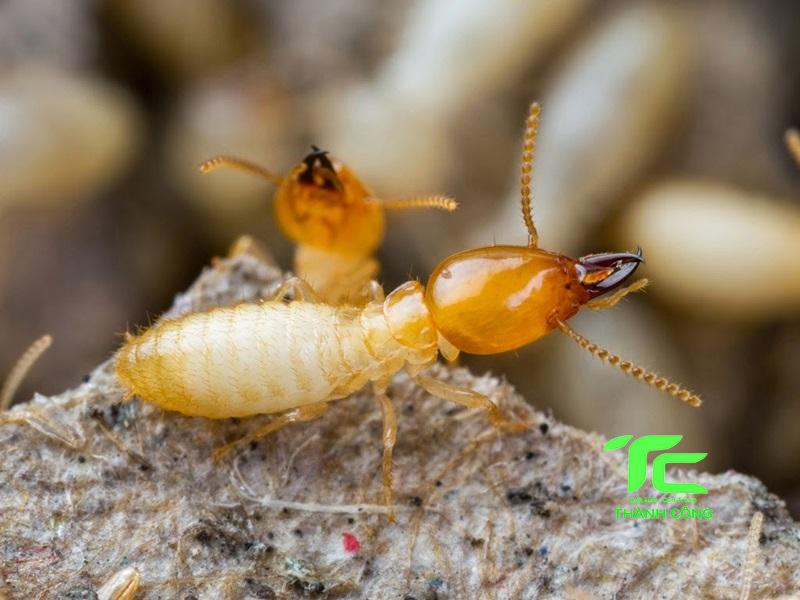 Cách dùng thuốc diệt mối an toàn