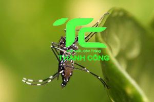 thuốc phun muỗi sinh học