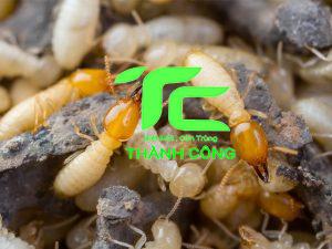 Cách chống mối mọt cho đồ gỗ – Giải pháp bảo vệ đồ gỗ hiệu quả và lâu dài 2 cách chống mối mọt cho đồ gỗ