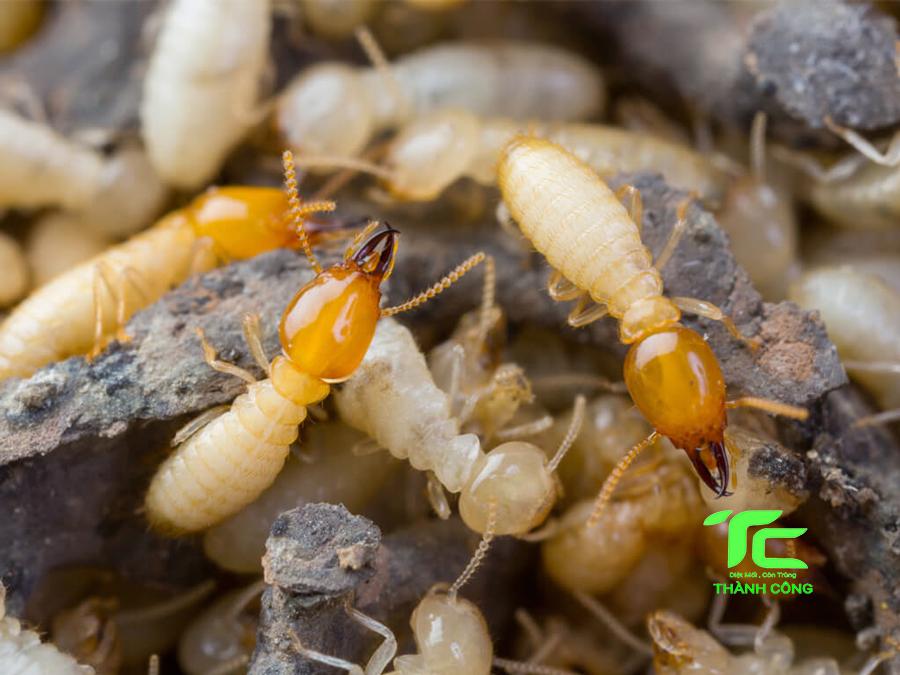cách chống mối mọt cho đồ gỗ
