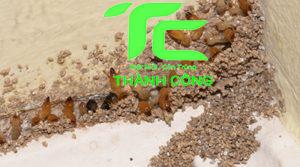 Cách diệt mối trong tường nhà hiệu quả và an toàn bảo vệ ngôi nhà của bạn 14 cách diệt mối trong tường nhà