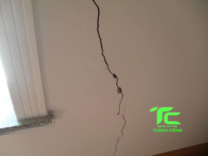 cách diệt mối trong tường nhà