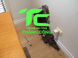 cách diệt mối trong tường nhà