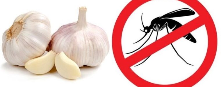 Cách đuổi muỗi hiệu quả tại nhà – Những phương pháp an toàn và đơn giản