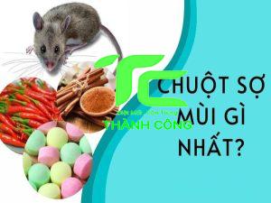 Con chuột sợ gì? những điều bạn cần biết để kiểm soát chuột hiệu quả 18 Con chuột sợ gì