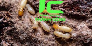 Con mối sợ gì nhất? Những điều bạn chưa biết về nỗi sợ hãi của loài mối 13 con mối sợ gì nhất