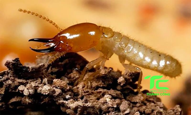 Diệt Mối Giá Rẻ