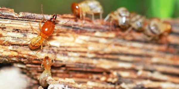Đơn vị diệt mối giá rẻ – xem ngay! diệt mối tận gốc tại nhà, uy tín