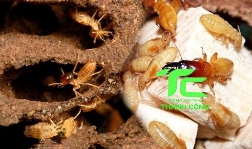Diệt Mối Giá Rẻ