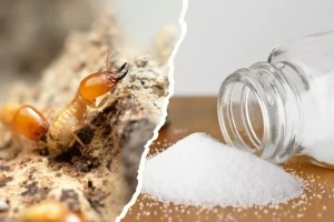 Dịch vụ diệt mối TPHCM tại nhà giá rẻ, tận gốc tại nhà 19 diệt mối tphcm