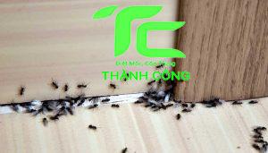 Nguyên nhân kiến làm tổ trong nhà tác hại và cách xử lý hiệu quả 15 Kiến làm tổ trong nhà