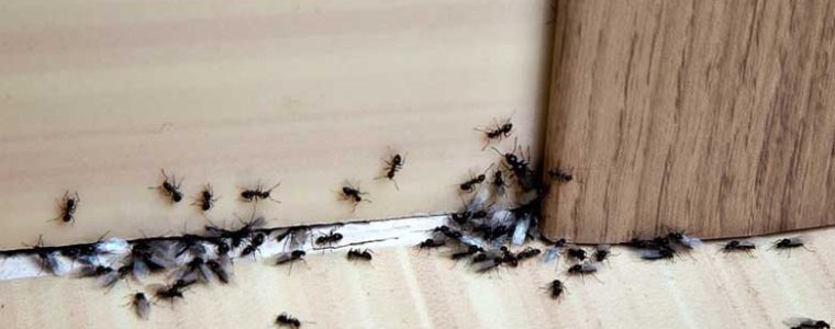 Kiến làm tổ trong nhà