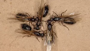 Đặc điểm của kiến mối và cách tiêu diệt triệt để tại nhà 12 kiến mối