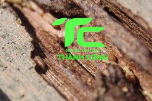 Mối ăn gì? Khám phá thói quen ăn uống của mối và cách bảo vệ ngôi nhà khỏi sự phá hoại 11 mối ăn gì