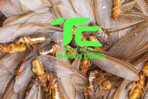 Mối cánh bay vào nhà: Nguyên nhân và cách phòng tránh hiệu quả 10 mối cánh bay vào nhà