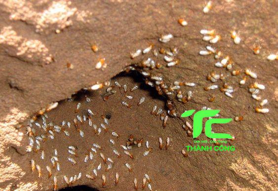 Mọt gỗ và 10 cách tiêu diệt tận gốc đơn giản tại nhà 8 mọt gỗ