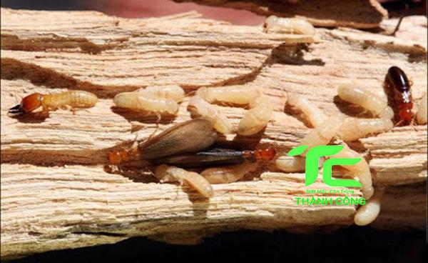 Mọt gỗ và 10 cách tiêu diệt tận gốc đơn giản tại nhà 6 mọt gỗ