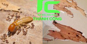 Mọt gỗ và 10 cách tiêu diệt tận gốc đơn giản tại nhà 1 mọt gỗ
