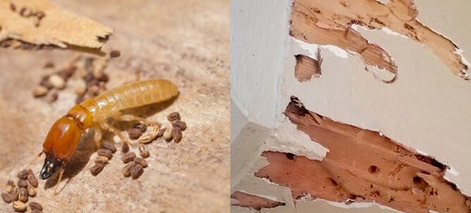 Mọt gỗ và 10 cách tiêu diệt tận gốc đơn giản tại nhà