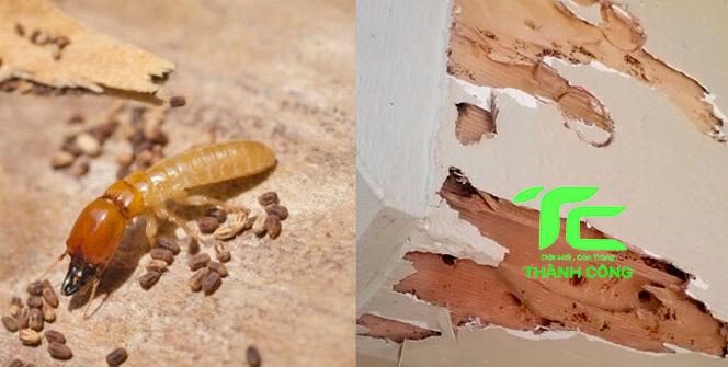 Mọt gỗ và 10 cách tiêu diệt tận gốc đơn giản tại nhà 5 mọt gỗ