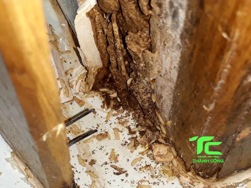 Mọt gỗ và 10 cách tiêu diệt tận gốc đơn giản tại nhà 7 mọt gỗ