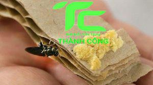 Ruồi sống được bao nhiêu ngày? Khám phá vòng đời của loài côn trùng này 8 ruồi sống được bao nhiêu ngày