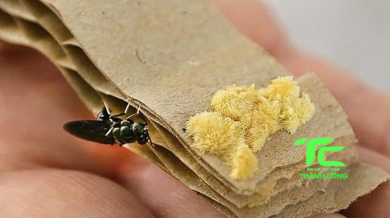 ruồi sống được bao nhiêu ngày