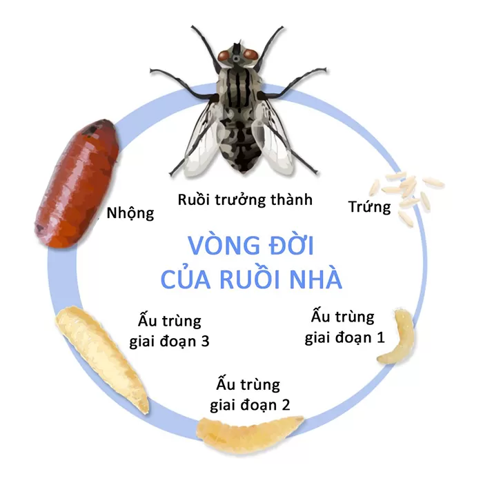 ruồi sống được bao nhiêu ngày