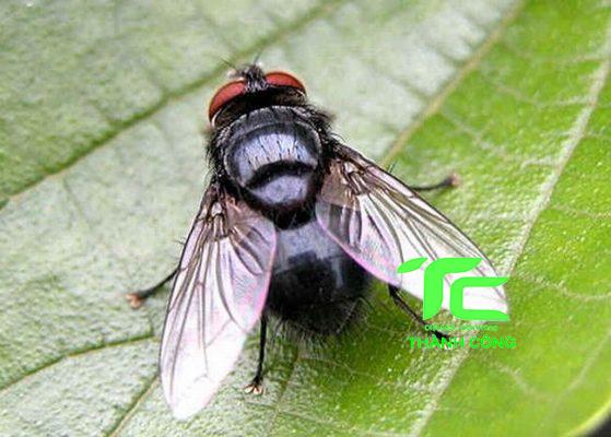 ruồi sống được bao nhiêu ngày