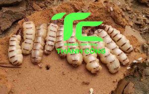 Tổ mối chúa - Cách tiêu diệt hiệu quả đơn giản tại nhà 7 tổ mối chúa