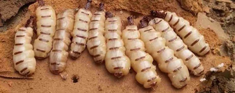 Tổ mối chúa – Cách tiêu diệt hiệu quả đơn giản tại nhà
