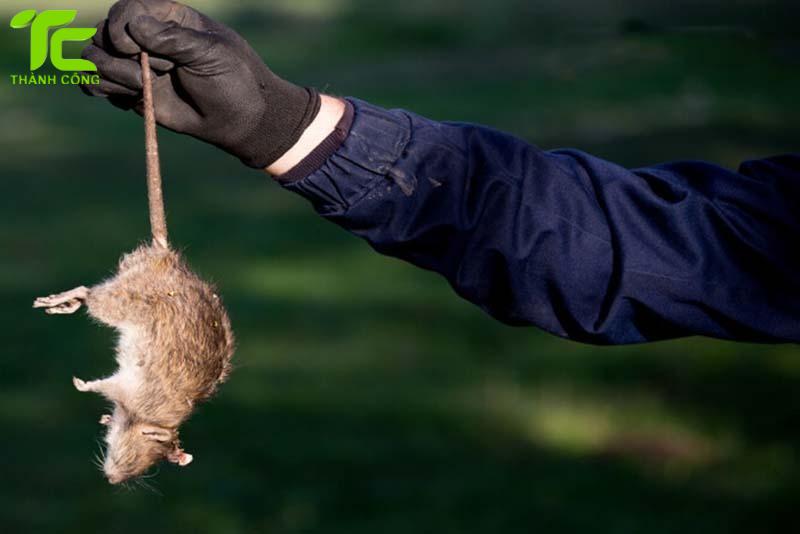 các phương pháp diệt chuột