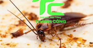 Cách chống gián trong tủ bếp hiệu quả nhất 9 cách chống gián trong tủ bếp