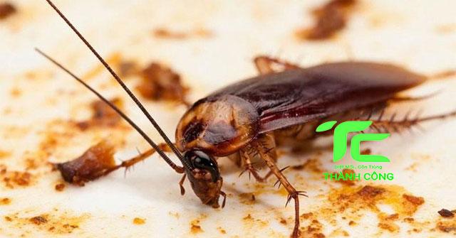 cách chống gián trong tủ bếp