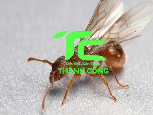 Mách bạn cách đuổi kiến cánh đơn giản, hiệu quả tại nhà 14 cách đuổi kiến cánh