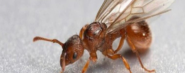 Mách bạn cách đuổi kiến cánh đơn giản, hiệu quả tại nhà