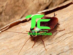 Tại sao nhà nhiều con gián con? Cách xử lý triệt để đơn giản 1 con gián con