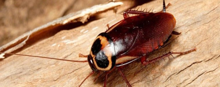 Tại sao nhà nhiều con gián con? Cách xử lý triệt để đơn giản