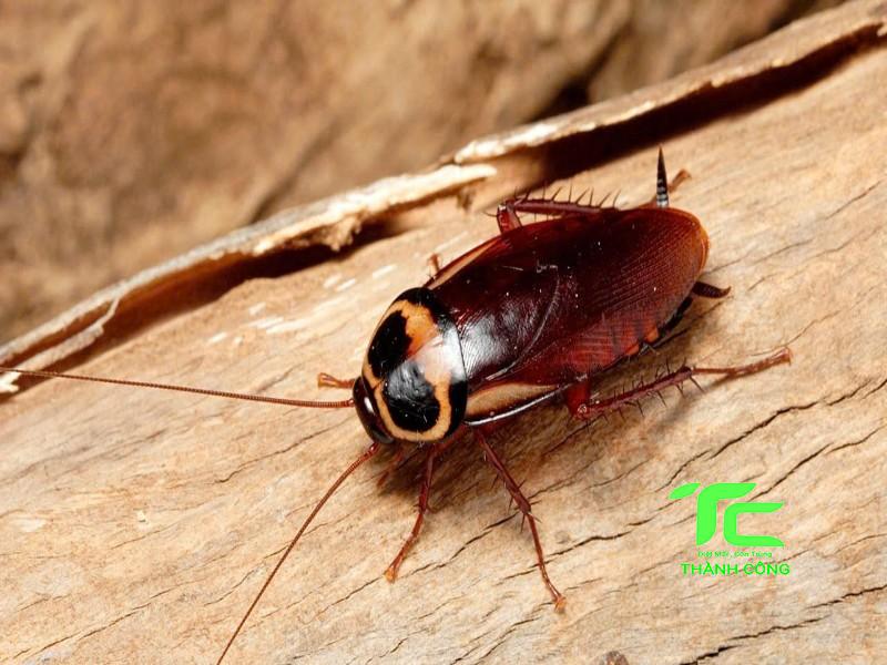 Tại sao nhà nhiều con gián con? Cách xử lý triệt để đơn giản