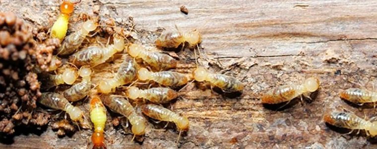 diệt mối trong đồ gỗ