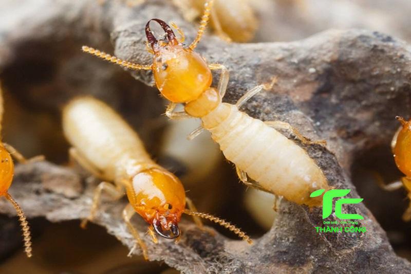 diệt mối trong đồ gỗ