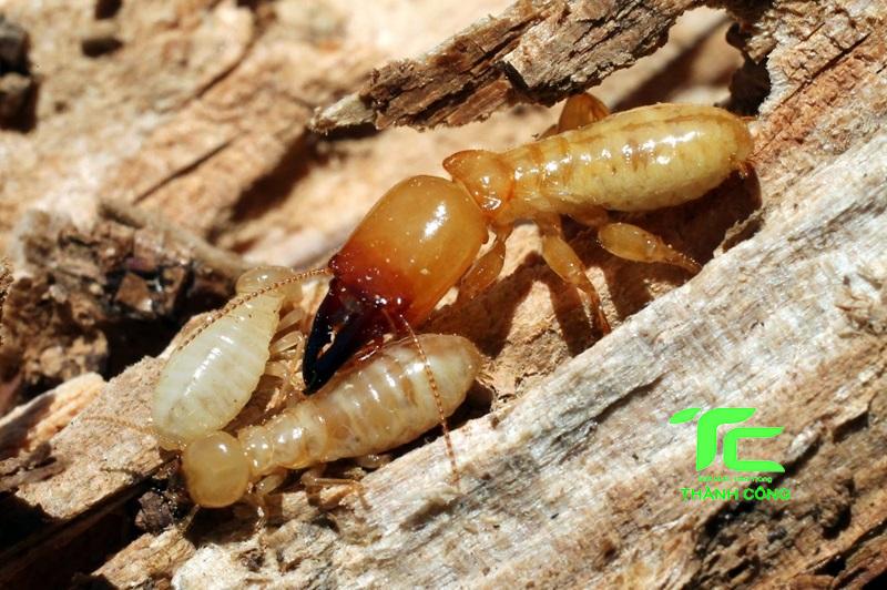 diệt mối trong đồ gỗ