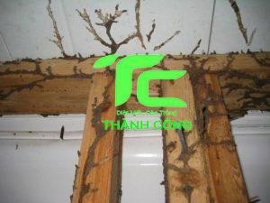 Tổ mối đất trong nhà - Nguyên nhân, cách diệt và phòng chống tận gốc 11 tổ mối đất