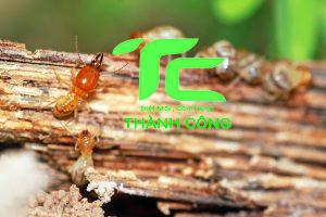 Các phương pháp diệt trừ mối đơn giản, hiệu quả tại nhà 10 trừ mối