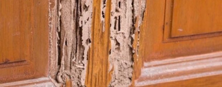 Xử lý mối ăn tủ gỗ hiệu quả: Giải pháp bảo vệ đồ nội thất quý giá của bạn khỏi mối mọt tàn phá