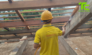 Xử lý mối trong nền móng