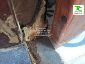 Dịch vụ diệt mối phường Xóm Chiếu