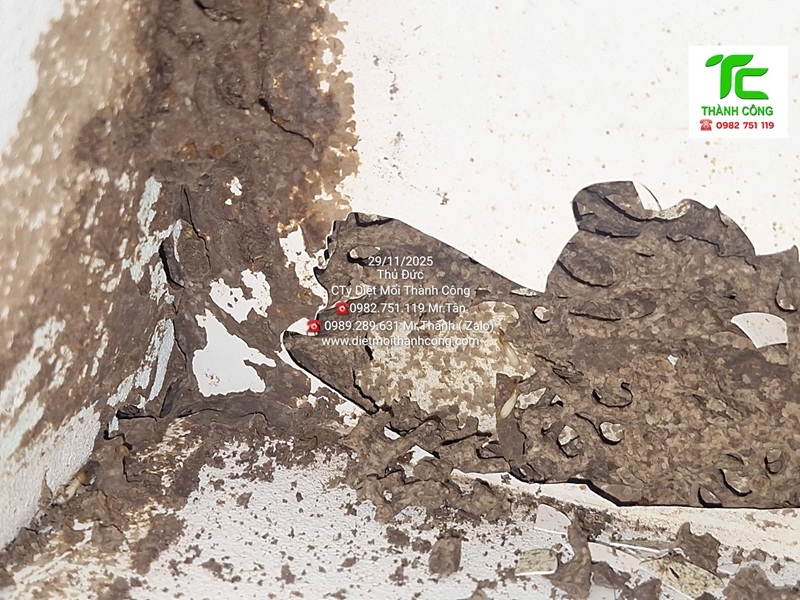 Dịch vụ diệt mối phường Bình Hưng Hòa – TpHCM 5 Tại sao nhu cầu dịch vụ diệt mối phường Bình Hưng Hòa – TpHCM tăng cao