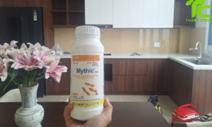 Dịch vụ diệt mối phường Vũng Tàu – TpHCM